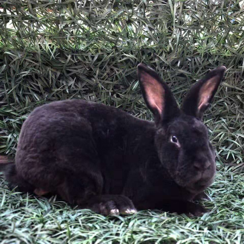 【店铺推荐】成年种兔子活体大型肉兔比利时新西兰种兔孕兔大兔子活物