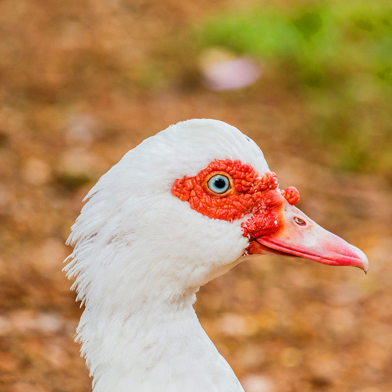 番鸭大种火鸭黑番鸭白番鸭腾子鸭洋鸭子旱鸭玉土番鸭红脸宠物鸟笼白番