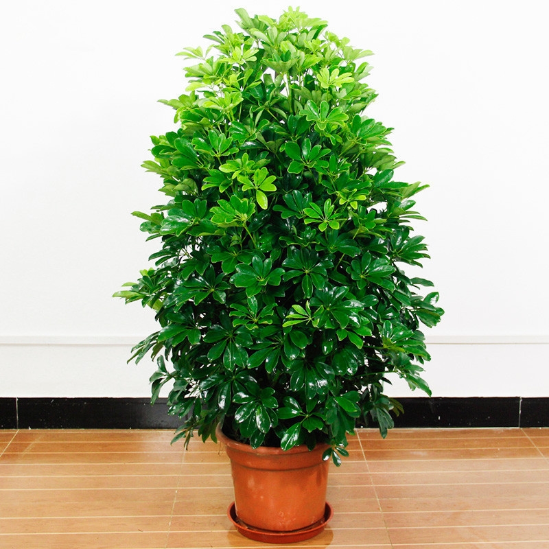 发财树摇钱树散尾葵龟背竹大型室内客厅绿植物观叶花卉小盆栽 60-80