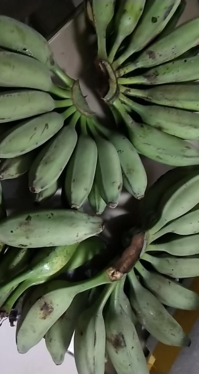 广西大芭蕉 牛角蕉 牛蕉 新鲜采摘青蕉发货 5斤芭蕉【图片 价格 品牌