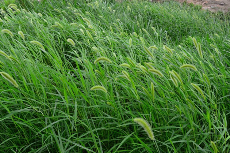 周金祥 牧草护坡观赏狼尾草种子狗尾巴草种子 美观四季易种草种子 狗