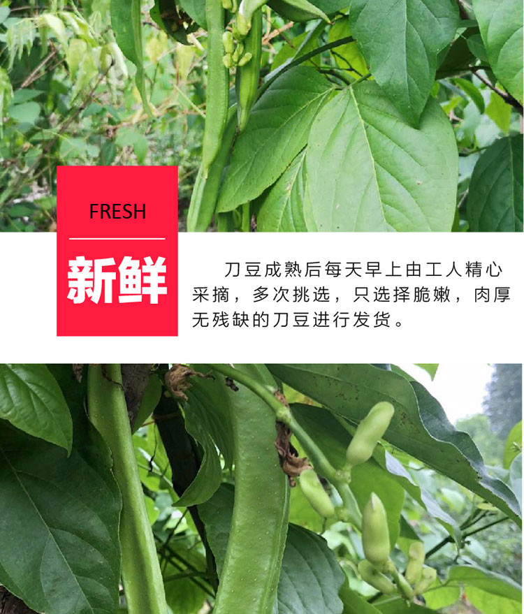 新鲜刀豆5斤江西农家自种时令蔬菜刀豆剁椒原料刀把豆500g