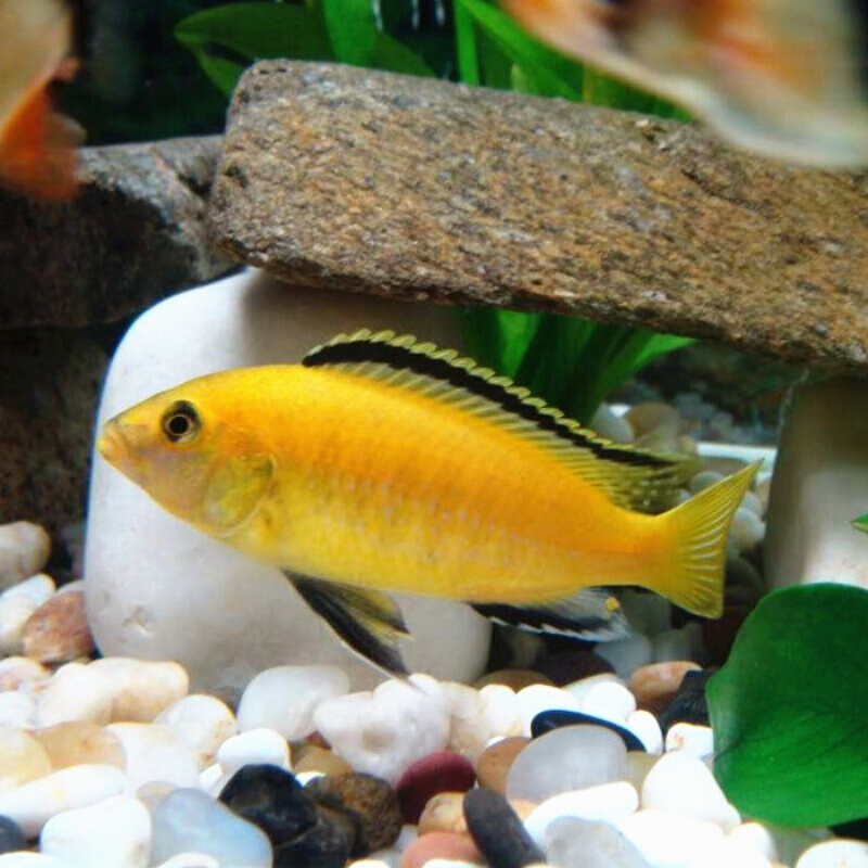 热带观赏鱼宠物鱼三湖慈鲷活体马鲷鱼非洲王子活体活鱼淡水热带鱼