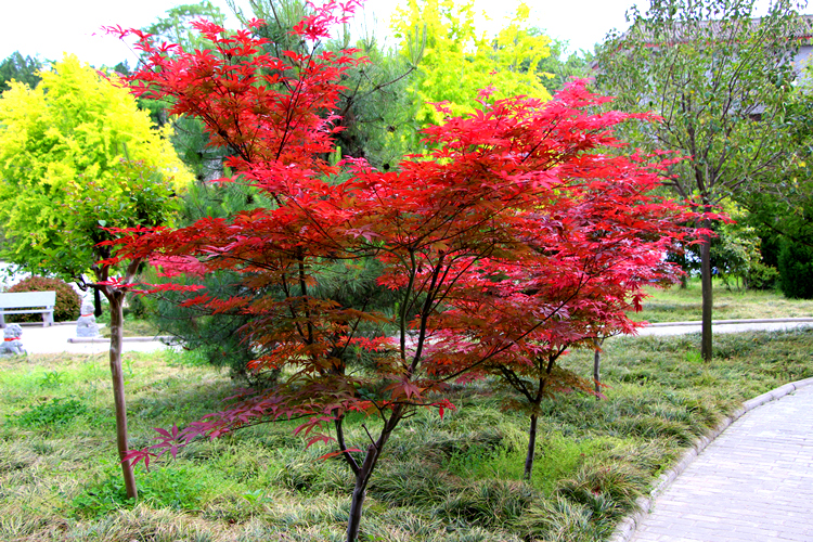 红枫树苗庭院绿化植物风景树美国日本盆景栽老桩四季红