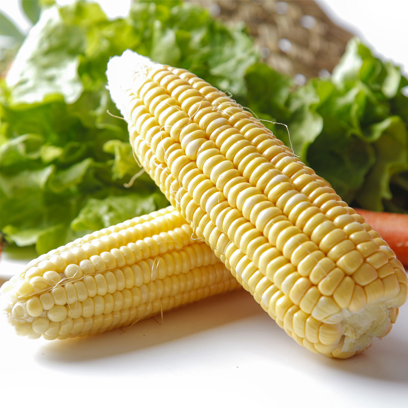 晨木鲜生 新鲜苞谷云南水果玉米 试吃装 现摘甜玉米棒子