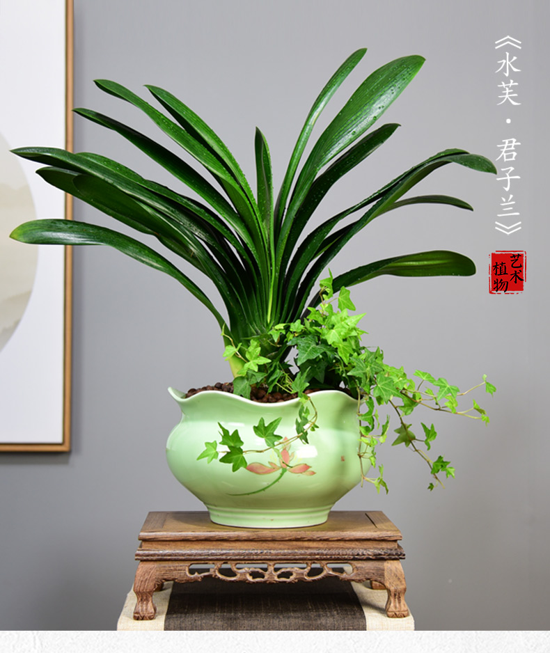 青居君子兰大型艺术组合盆景 2斑鸠 大鸡翅木 带盆栽好【图片 价格