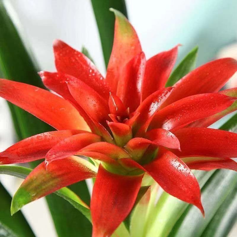 鸿运当头四季开花盆栽花卉水培植物室内绿植鲜花凤梨花带花鸿运当头