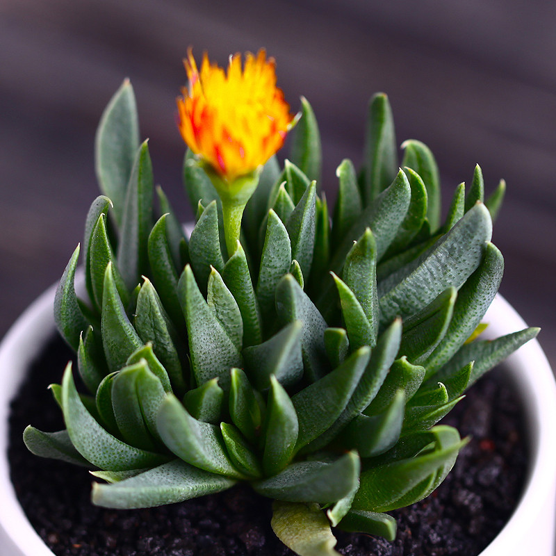 黄金万年草红背椒草照波多肉植物奇趣木偶人护盆草多肉 瑞典魔男群生