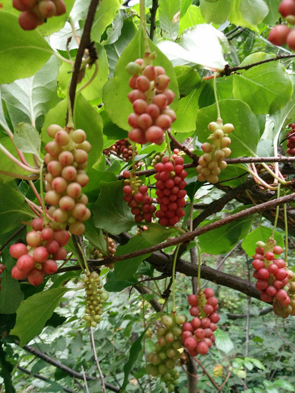 2020年新货秦岭五味子五味子新鲜油籽茶干货南五味子100克 五味子100