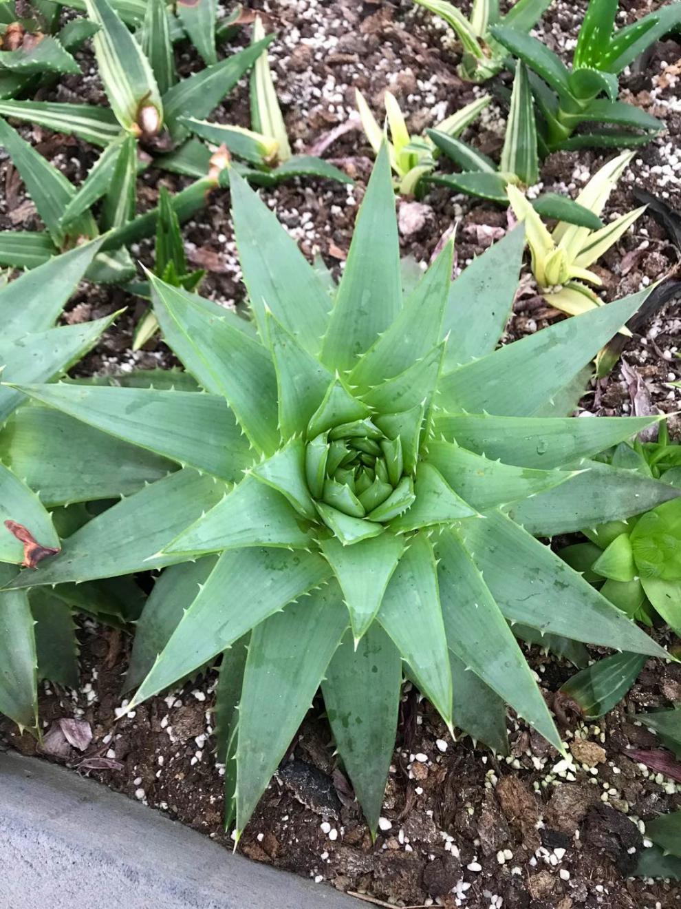 芦荟女王螺旋女王芦荟一物一拍旋转芦荟女王室内阳台绿植虎雀a17号