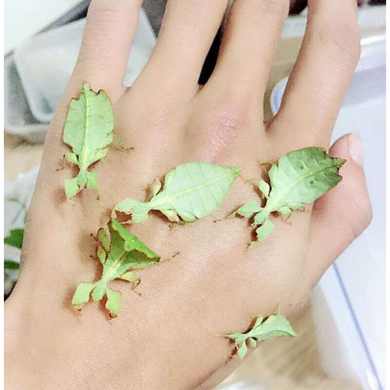 【店铺推荐】叶修虫叶子虫开食幼虫现货吃芭乐月季芒果叶宠物竹节虫卵
