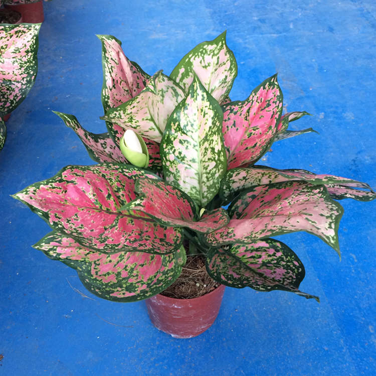 吉祥如意皇后粗肋草盆栽苗 办公室室内净化空气绿植花卉可以水培 中盆