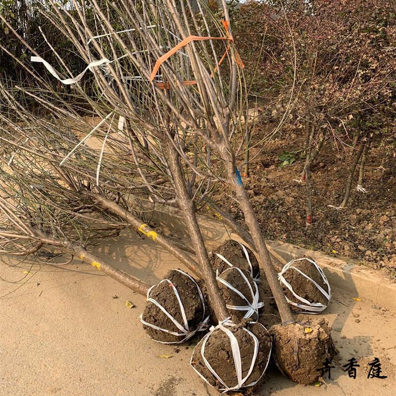 红梅花树苗盆栽地栽老桩庭院耐寒树状植物浓香嫁接高杆红梅树庭院别墅