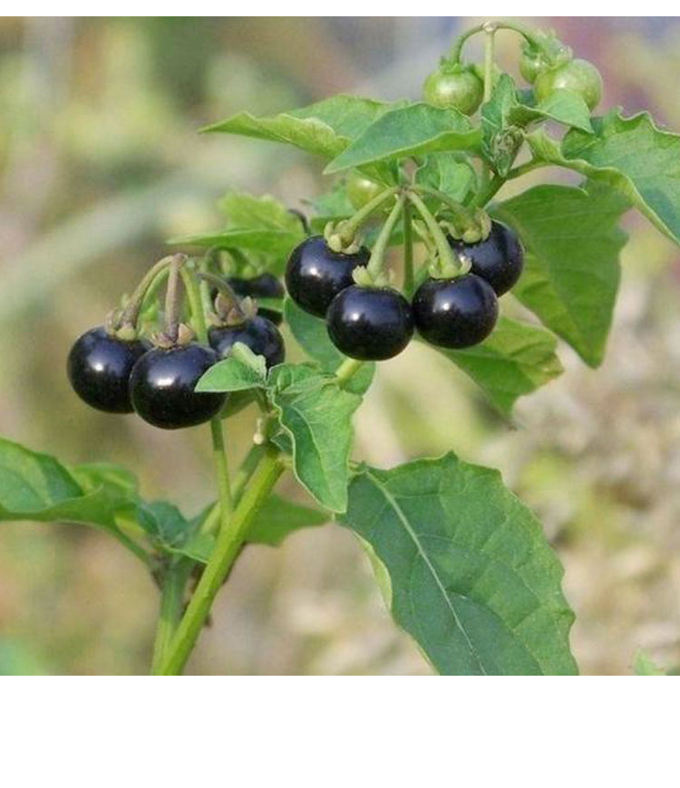 东北野生龙葵种子黑悠悠水果黑天天苗黑黝黝籽龙葵果蔬菜种孑种籽龙葵