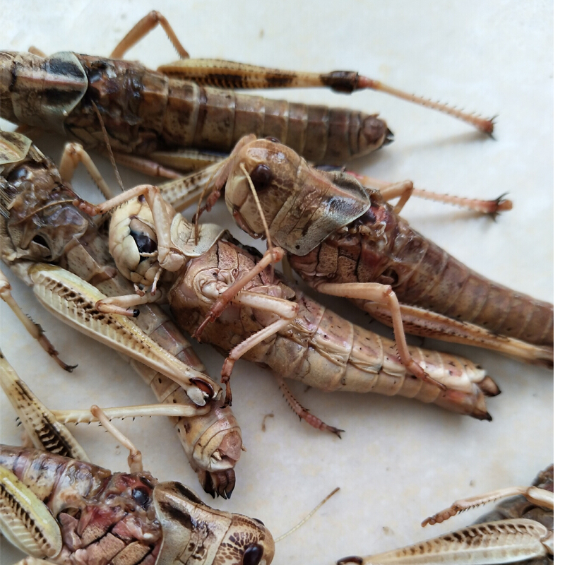 新鮮活體冷凍 東亞飛蝗蟲 公母螞蚱 蚱蜢 鳥魚食【圖片 價格 品牌