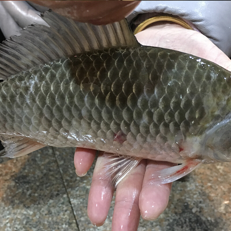 千岛湖新鲜鲫鱼鲜活野鱼鲜活现杀淡水鱼炖汤