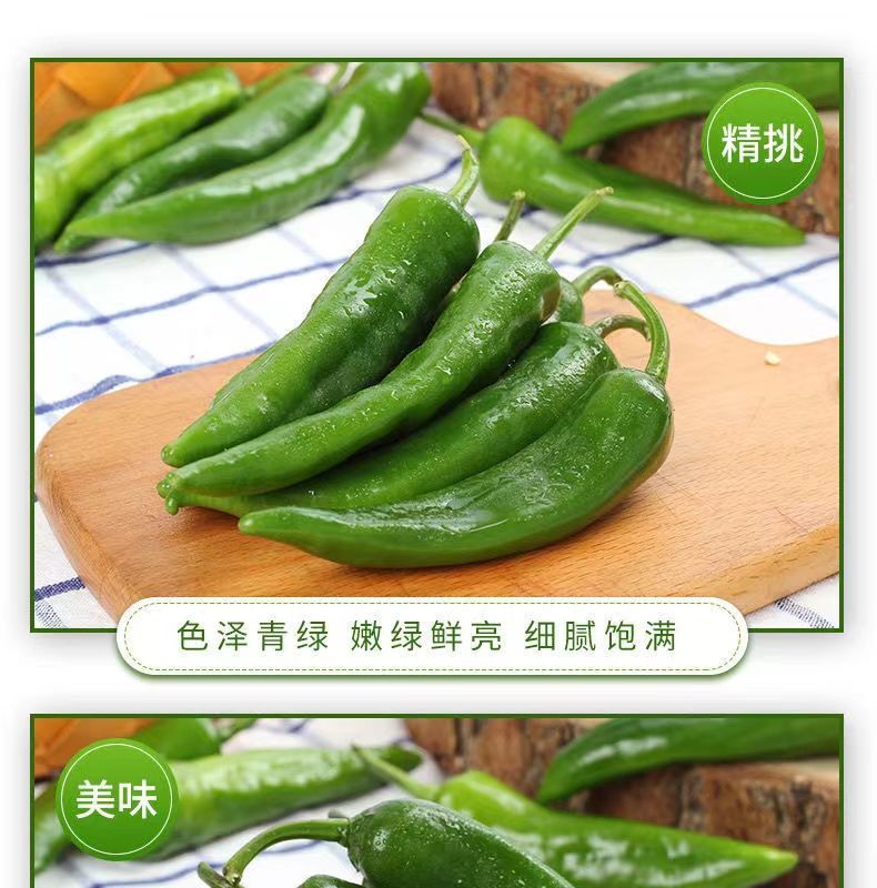 新鲜辣妹子辣椒美人椒朝天椒薄皮青尖辣椒土辣椒小辣椒剁椒辣 【够辣