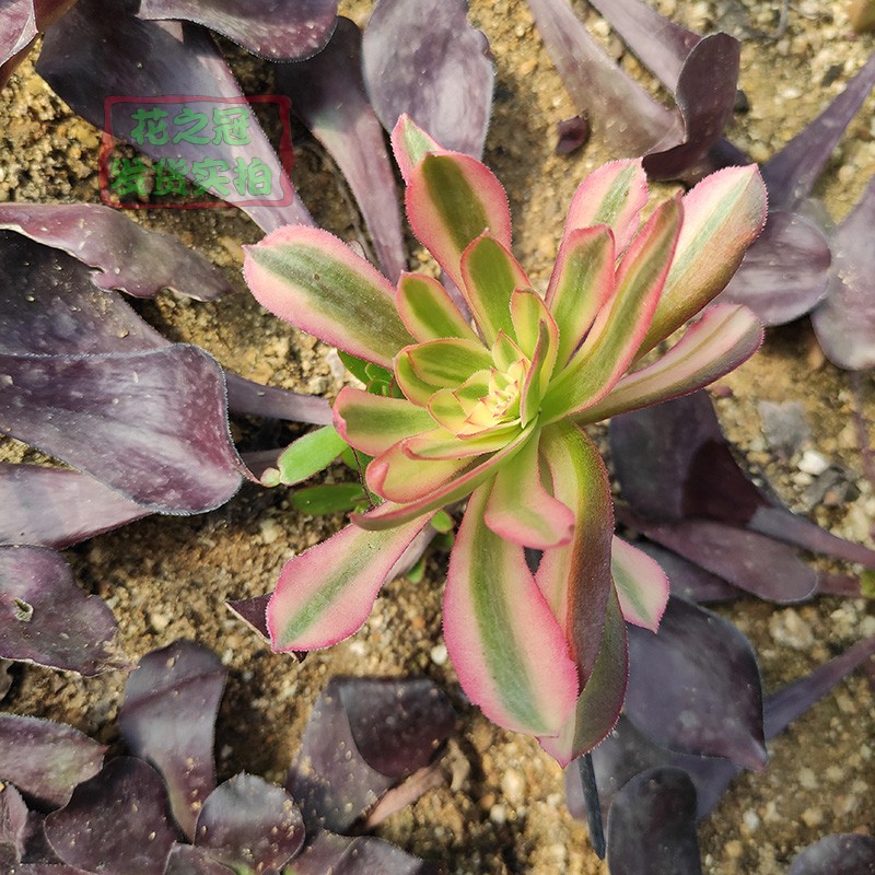 多肉植物高端法师锦女巫法师锦三仙三圣三尊带小侧芽 粉女巫嫁接竿