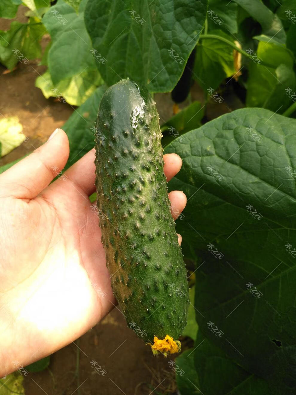 花姬玛莎水果黄瓜种子迷你水果种籽菜种四季春夏季秋冬季盆栽蔬菜种孑