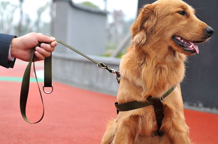 牵狗绳中型犬狗狗牵引绳狗链子胸背带遛狗绳中型犬大型犬金毛拉布拉多