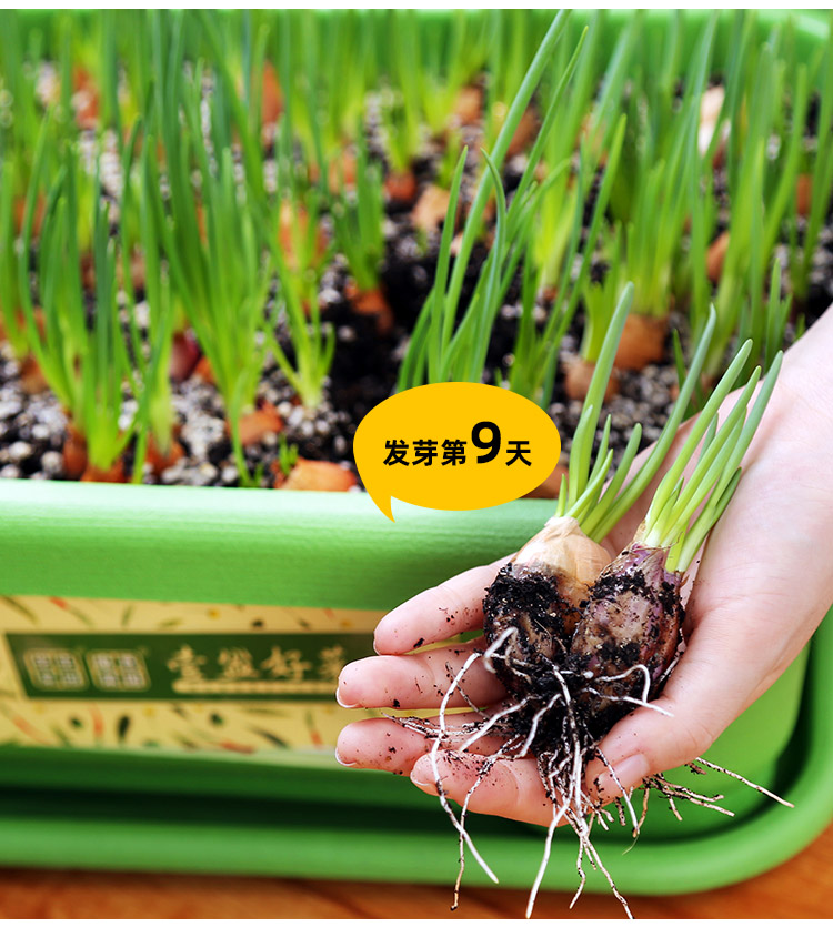 头葱苗香葱红头葱种子小葱红葱头分葱盆栽阳台 蔬菜种植盆(小款绿色)
