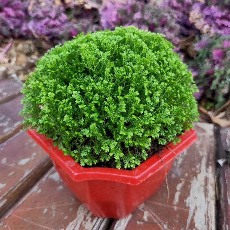 香葶苑幸福草情人草蕨类植物室内桌面绿植盆栽花卉绿地球3盆带盆栽好