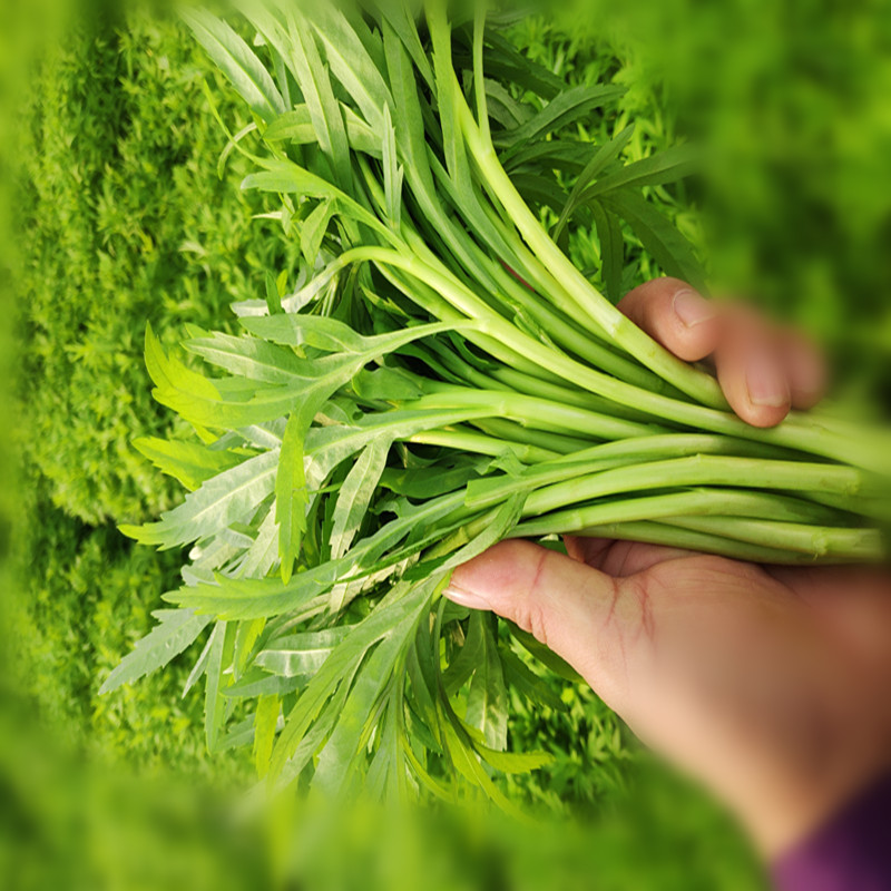 新鲜现割现发 江西鄱阳湖藜蒿芦蒿黎蒿蔬菜 去根带叶 3000g