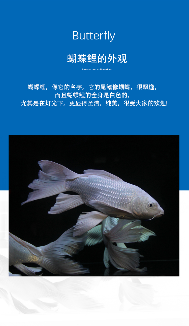 正宗蝴蝶鲤白金龙凤锦鲤蝴蝶龙鲤鱼观赏鱼冷水鱼活体超球体89cm蝴蝶鲤