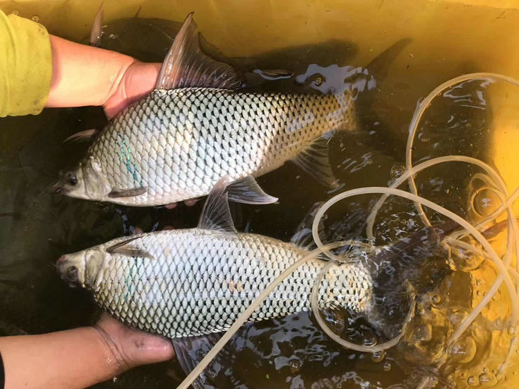 一味旗船店官方同款梅州斬麥鯪泰鯪土鯪專攻釣料湖庫野釣腥香味鯪魚