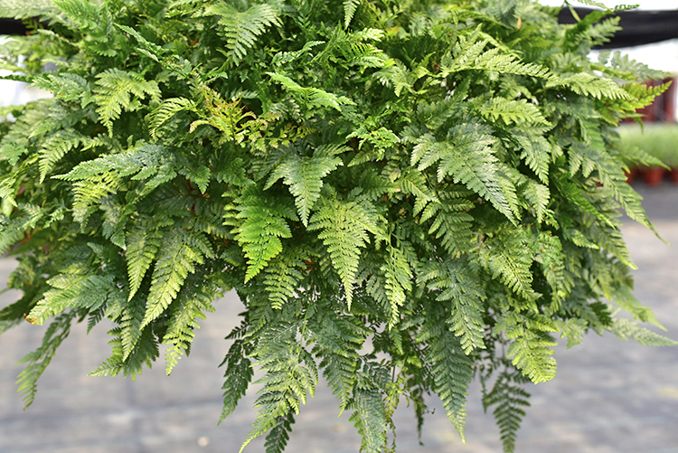 360狼尾蕨大型吊兰肾蕨大盆栽波斯顿蕨观叶室内盆栽好养肾蕨360不含盆