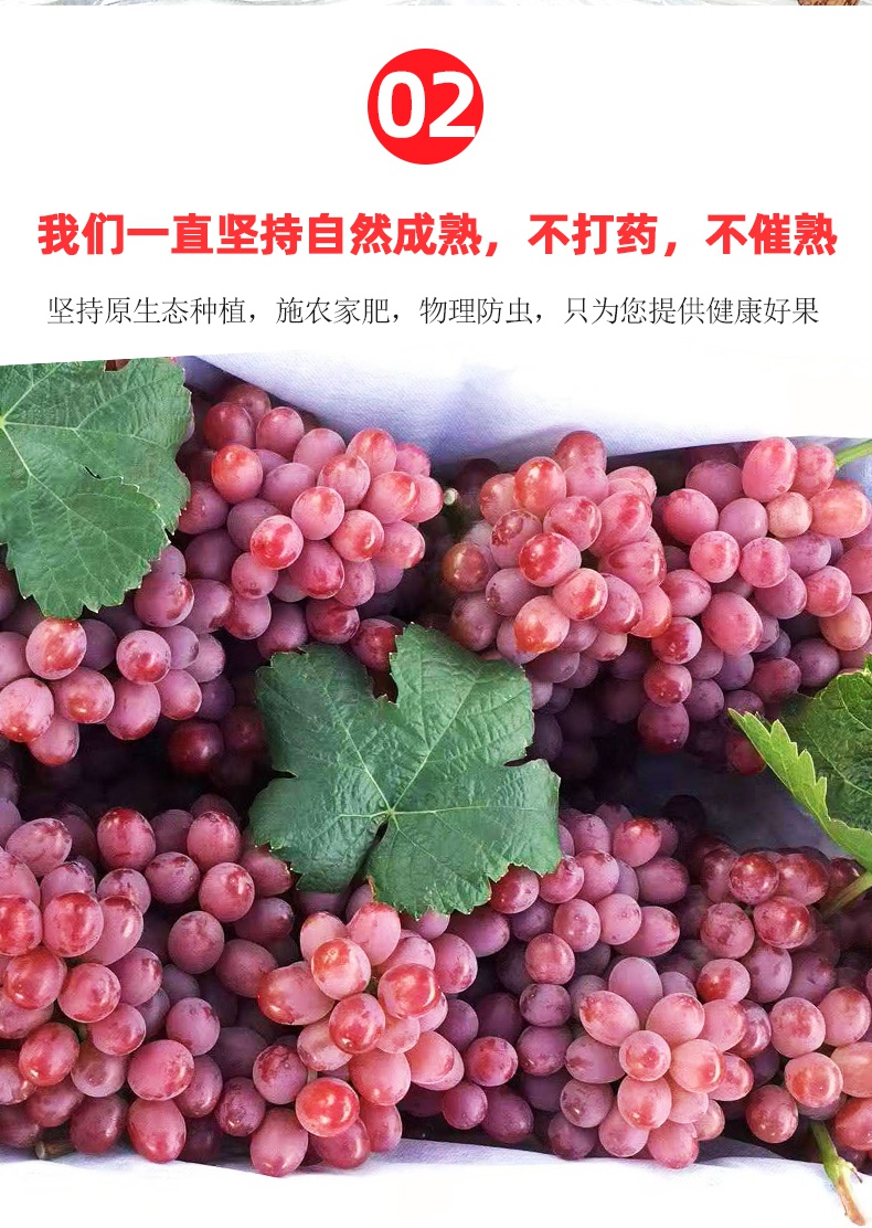 源外园无籽红提500g红葡萄 500g【图片 价格 品牌 报价】-京东