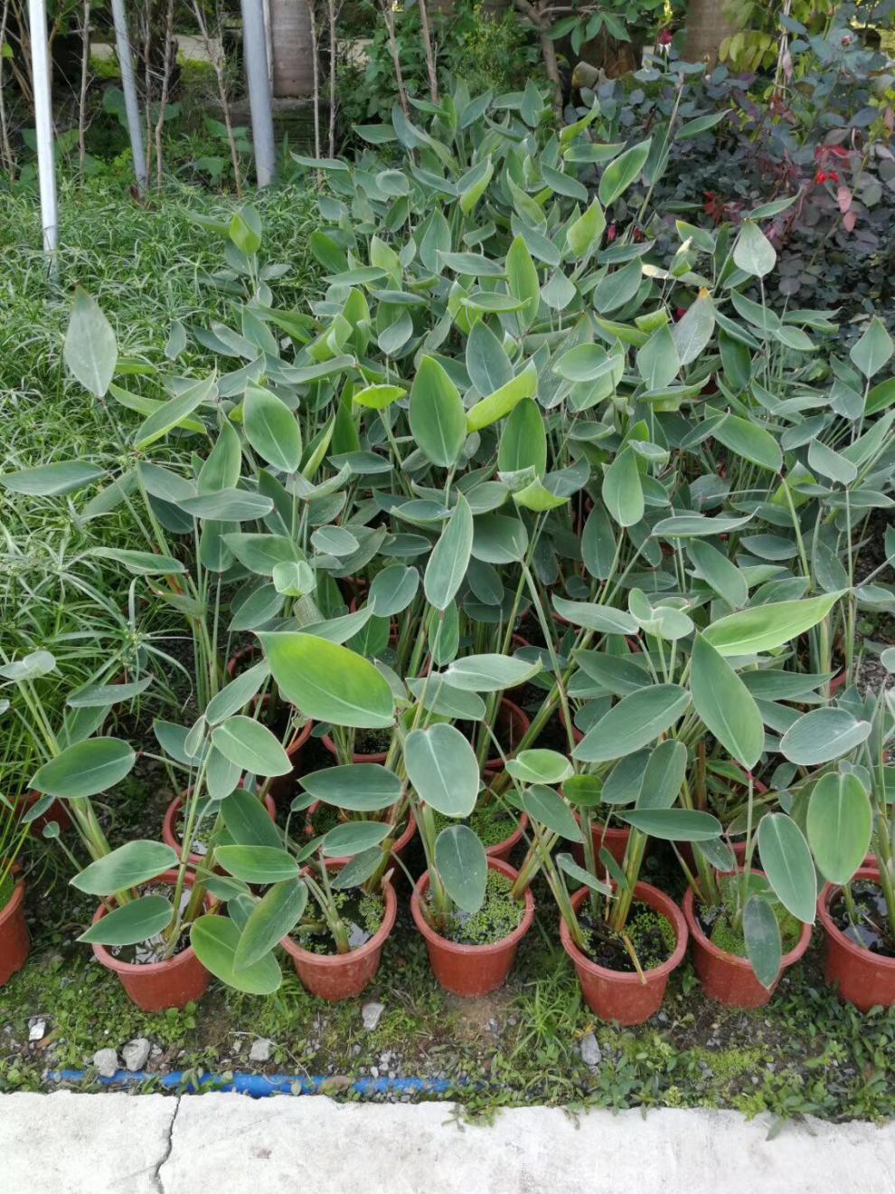 再力花盆栽绿植庭院水生绿化净化水质花河道公园别墅鱼池水生植物 再