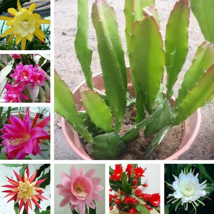 买3颗送1颗 阳台花卉令箭荷花盆栽令箭荷花苗带根 令箭荷花苗 黄色5-8