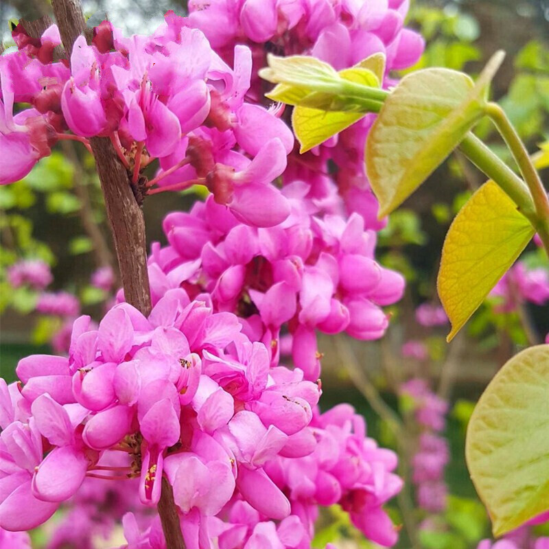 紫荆花苗紫荆花树苗满条红紫荆树苗小苗独杆丛生高杆紫荆盆栽阳台花卉