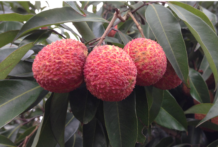 青樱红荔空运海南无核荔枝富硒火山无籽荔枝5斤时令新鲜水果现摘鲜