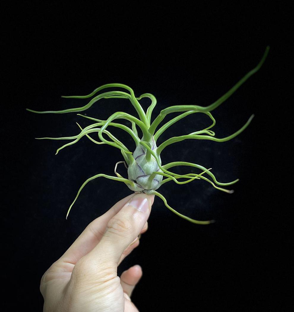 空气凤梨小章鱼/蝴蝶 空凤室内懒人无土植物 叶展18-20厘米 裸根不