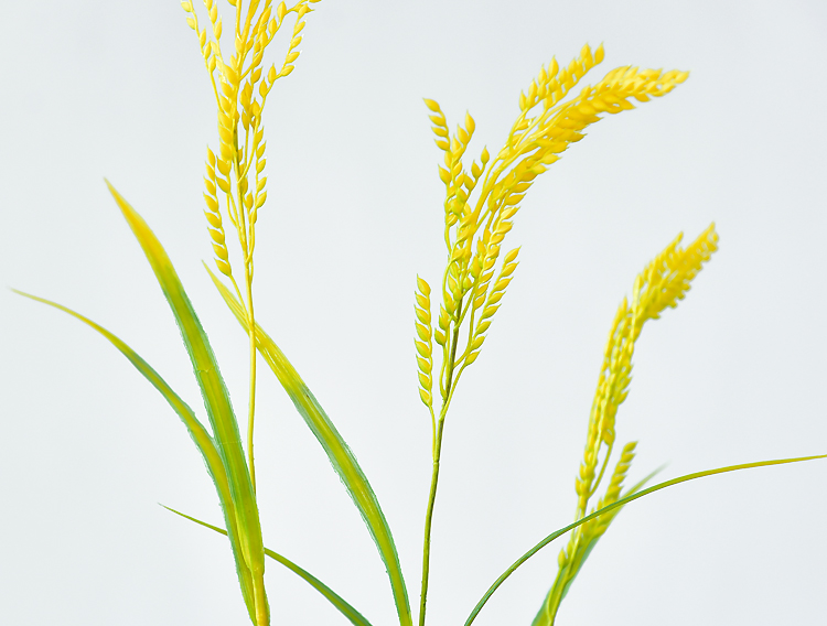 稻穗仿真 仿真稻谷假水稻麦穗稻穗麦子稻子小麦干花装饰花塑料花单支