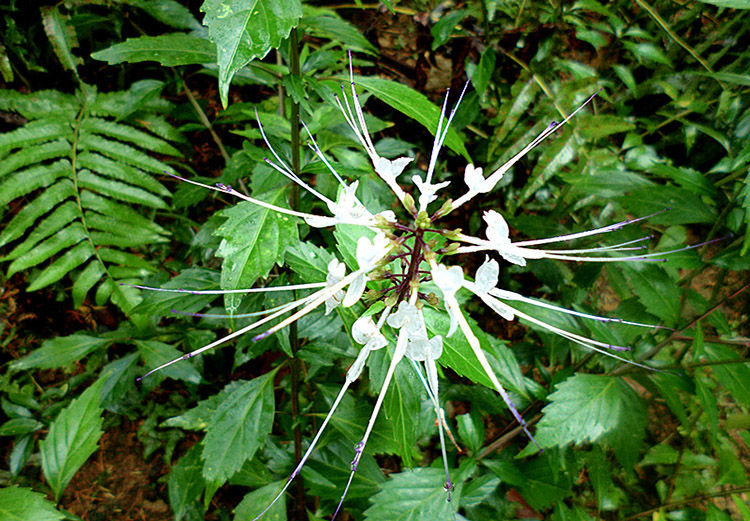 野生猫须草西双版纳猫须草茶纯叶天然晒干新货特级猫须草茶叶80g