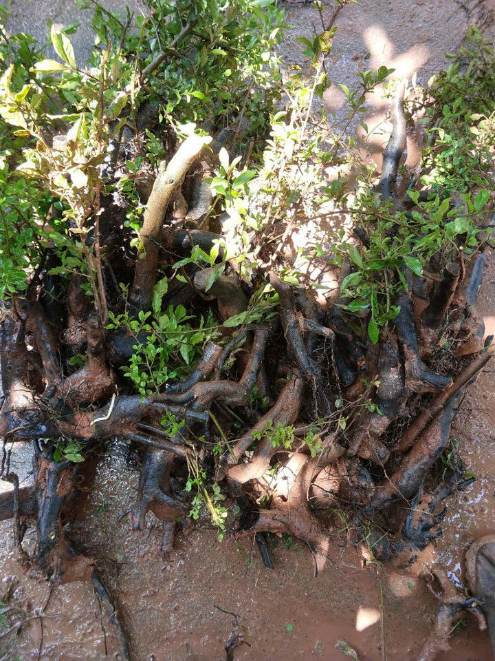 黑塔子老桩盆景 两年熟桩 母桩公桩 优选母桩两颗【图片 价格 品牌