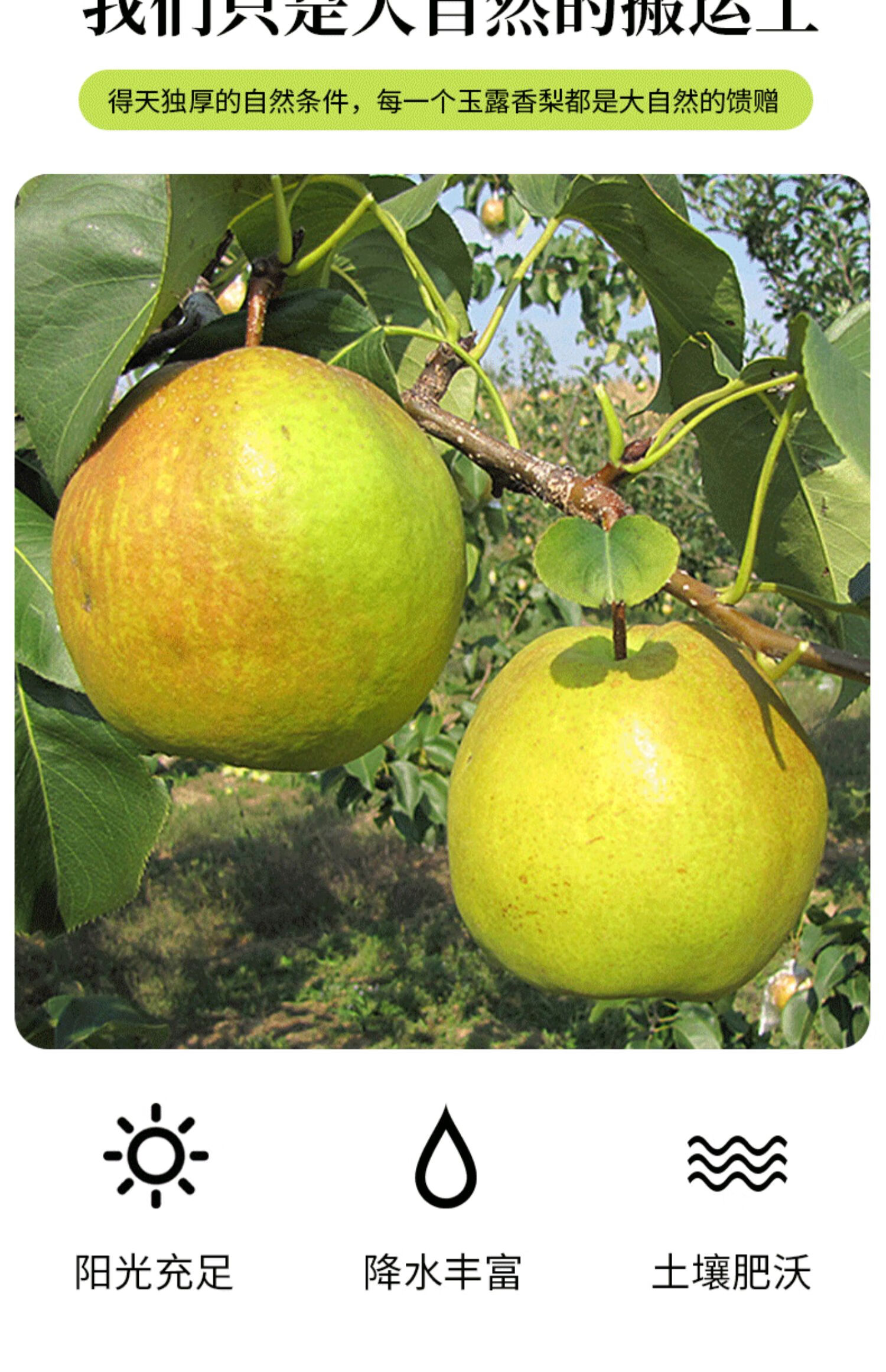 玫栀 山西玉露香梨 当季新鲜梨子山西隰县特产礼盒装 9个装约7斤精品