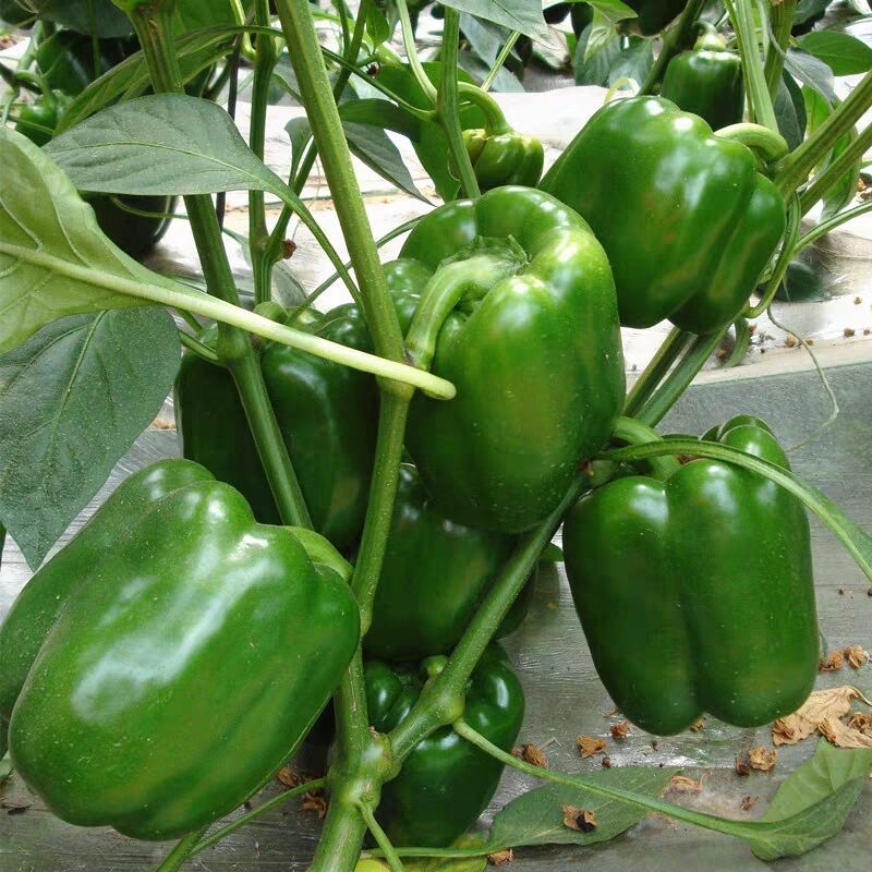 河南农家圆椒菜椒辣椒新鲜蔬菜皮厚肉多清甜灯笼辣椒2斤3斤5斤整箱