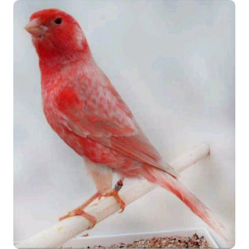 【店铺推荐】辣椒红玉鸟山东黄白玉白红眼玉鸟手养鸟玉鸟活鸟 精品