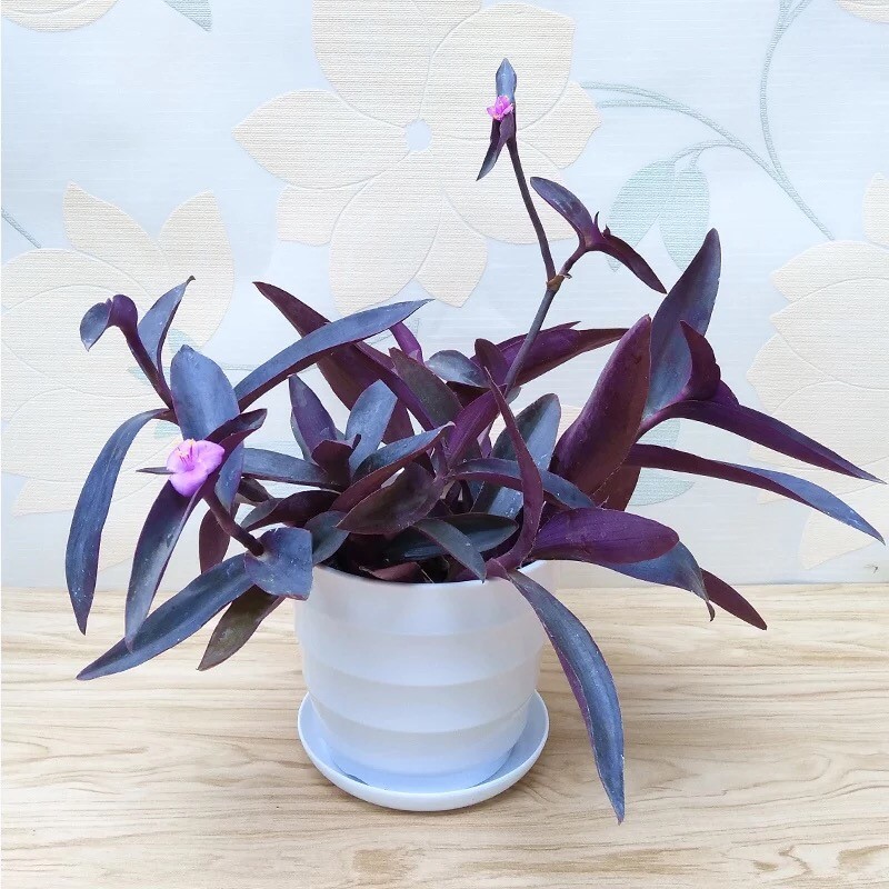 吸甲醛吊兰紫罗兰紫叶吊竹梅吊兰盆栽金边吊兰金心 牡丹吊兰 不含盆