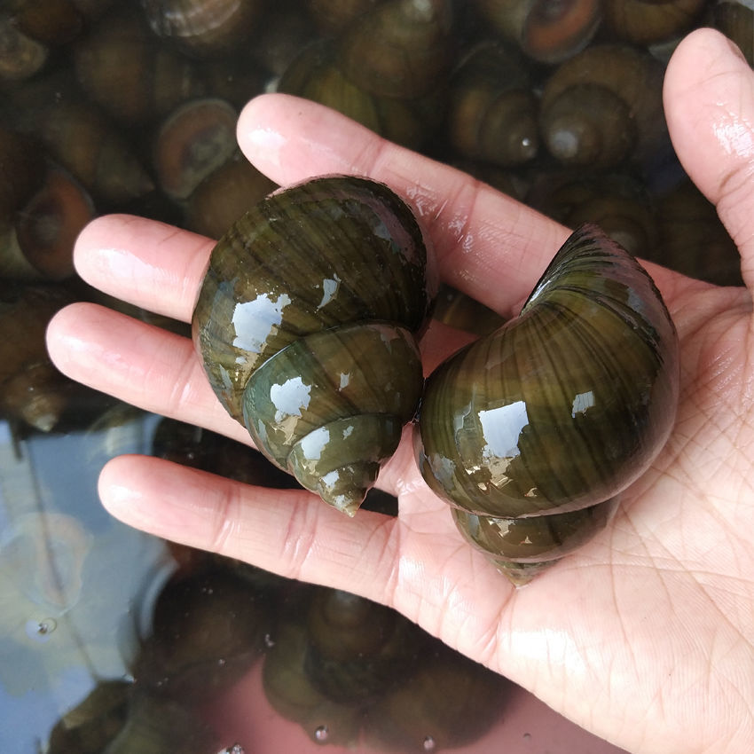 大田螺鲜活新鲜大田螺超大活体田螺肉1斤大田螺