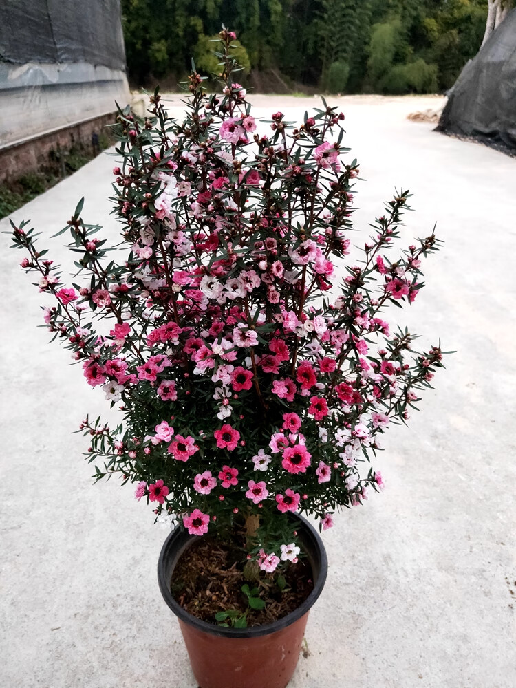 花姬澳洲一树多色耐寒绿植花卉盆栽阳台客厅窗台庭院带原盆松红梅25年
