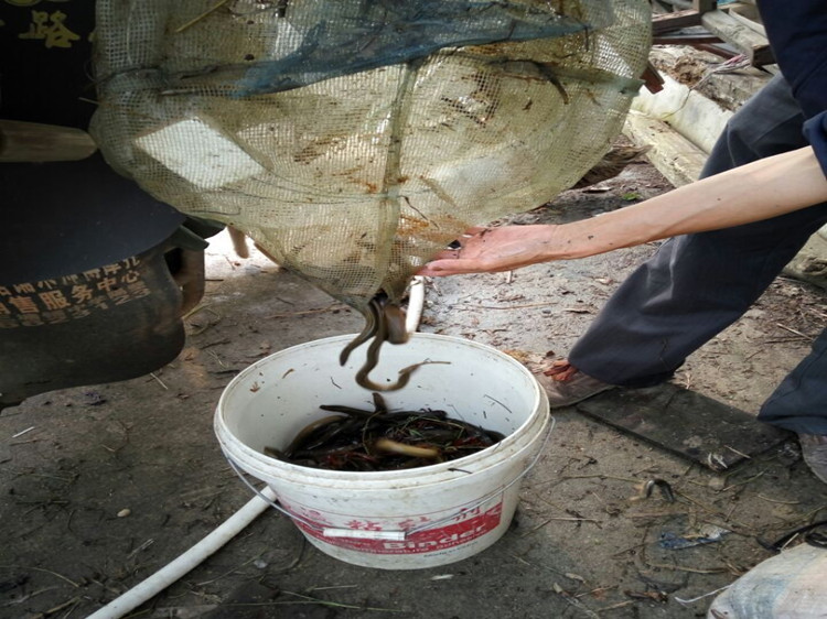 深水鳝笼 黄鳝笼 水上漂 鳝网鳝鱼笼泥鳅黄鳝龙虾鱼网渔具 绿色中号鳝