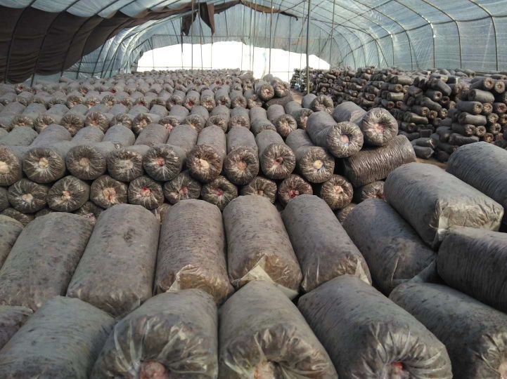 栽培种菌包电子版技术视频家庭种植辣青春羊肚菌栽培种1包种植15平方