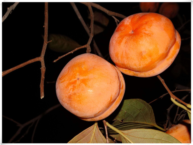 【顺丰】东北冻柿子5/10斤 大磨盘柿子不麻嘴吉林特产现摘新鲜水果 10