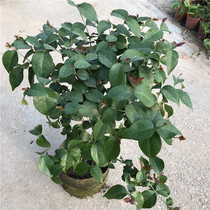 芳皓之睿巴西红果仔树苗 灯笼果树苗 庭院 阳台 盆栽果树红灯笼 果树