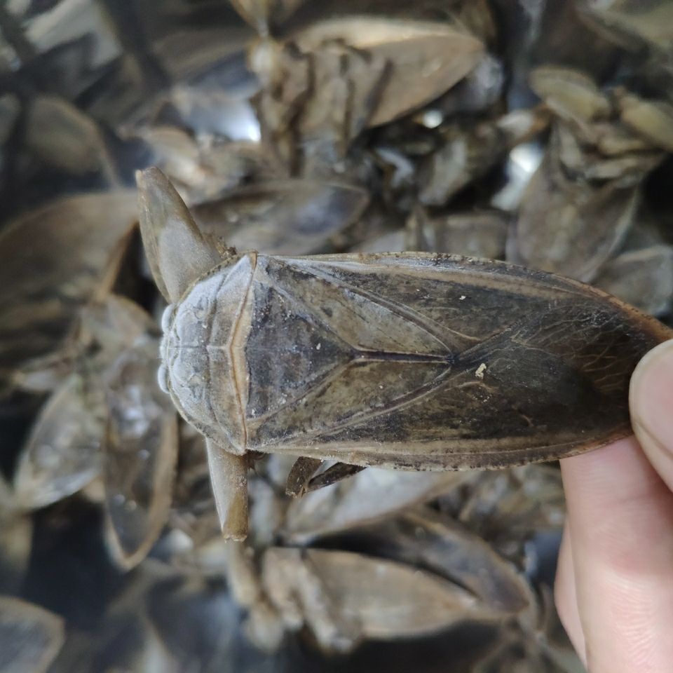 16只起售新鲜速冻水知了水蟑螂桂花蝉水蟑螂掐脚虫材水蟑螂16只
